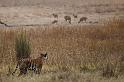 039 Bandavghar Nationaal Park, Indische Tijger op jacht